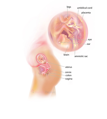 pregnant uterus 16 weeks