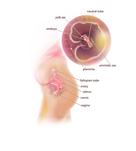 5 Weeks Pregnant - Week-by-week guide - NHS