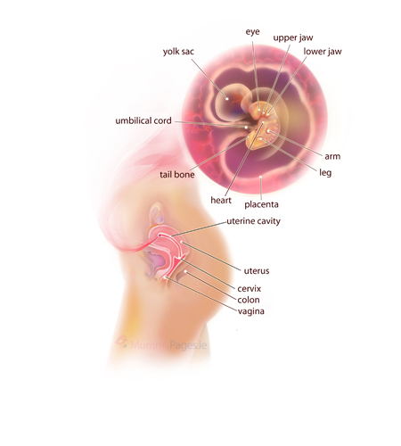 Your Pregnancy Week 6