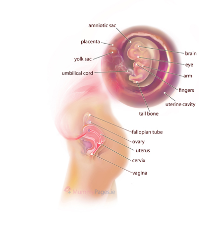 Your Pregnancy Week 8