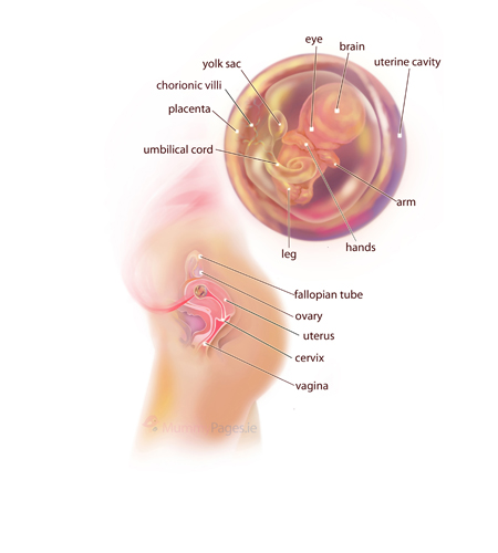 Your Pregnancy Week 10