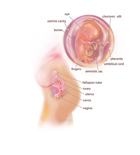 Your Pregnancy Week 11