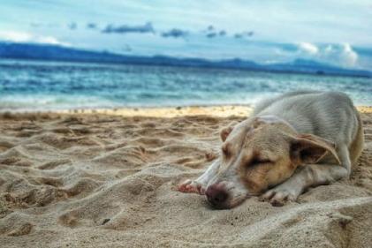 Pet safety: Helping your pup to handle the heat