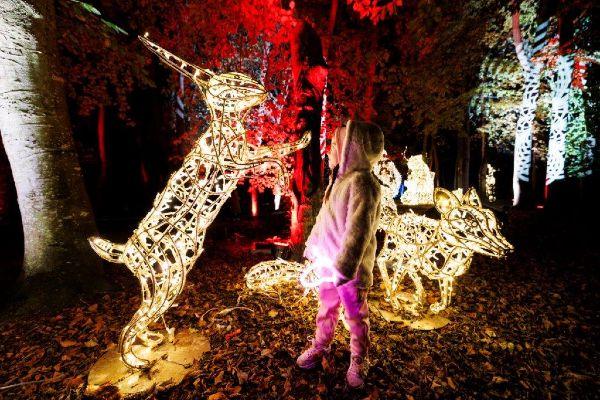 Tickets for Wonderlights 2024 now on sale ahead of this year’s festive season