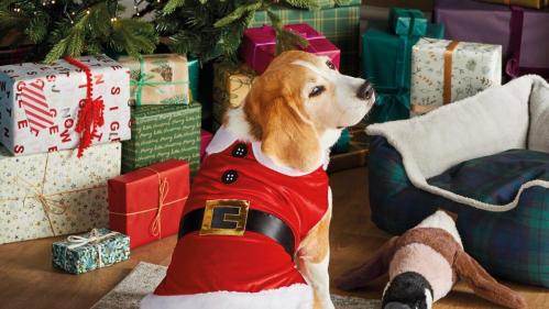 Aldis Christmas pet range is here to spoil your furry friends