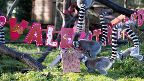 Love is in the air at Emerald Park this Valentines week