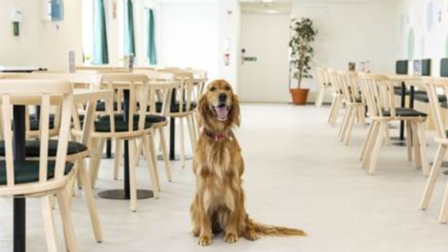 Travelling with Your Pet This Summer Just Got a Whole Lot Easier
