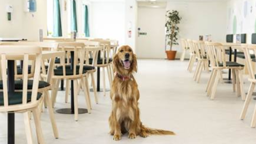 Travelling with Your Pet This Summer Just Got a Whole Lot Easier