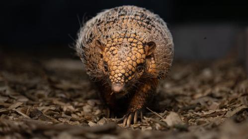Dublin Zoos new armadillo and giant anteaters are here — and theres a brilliant competition for kids too