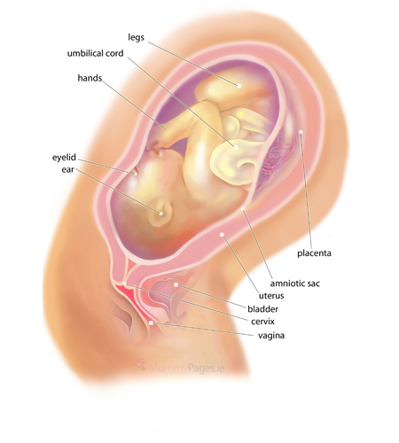 Your Pregnancy Week 41