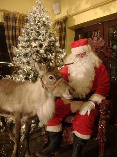 Lapland at Glendeer Pet Farm