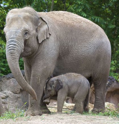 Twice the joy at Dublin Zoo
