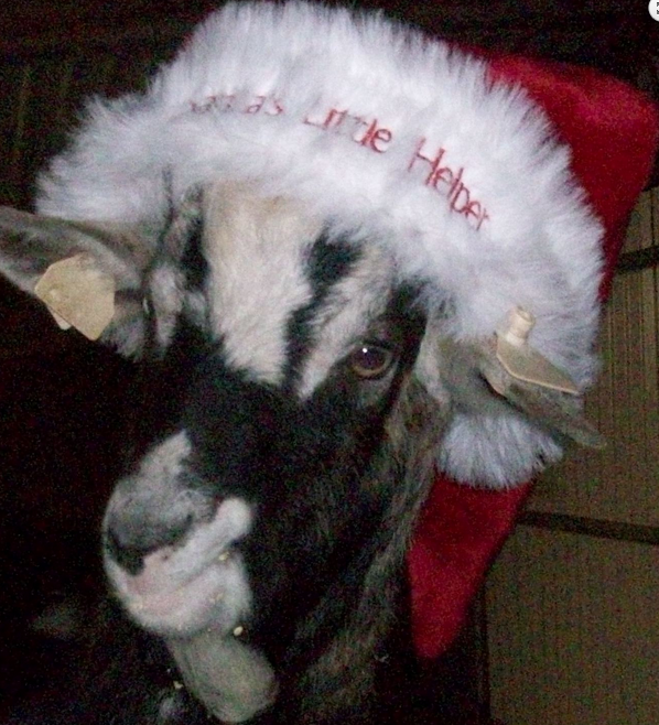 Christmas at Moher Farm Open Farm