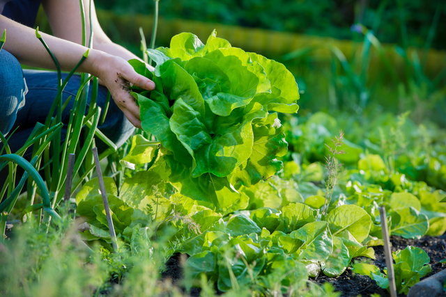 Garden salad