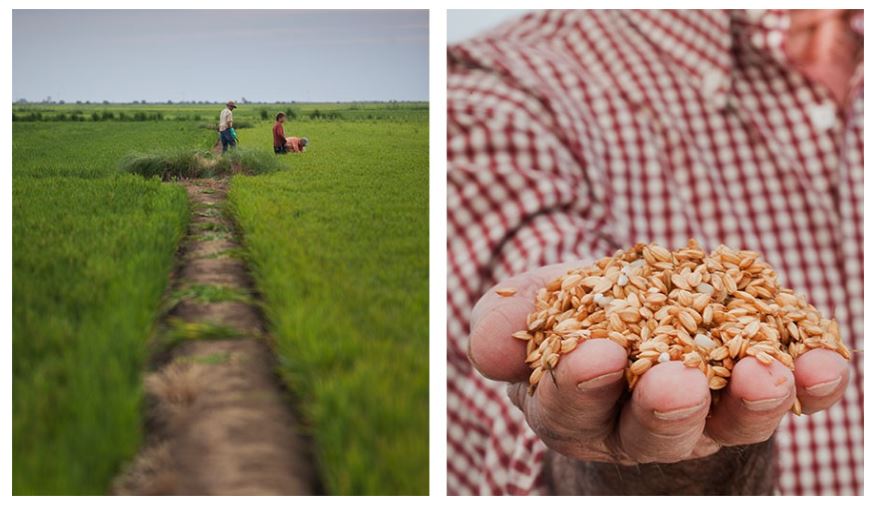 Kellogg’s cares about sustainability and here’s what...