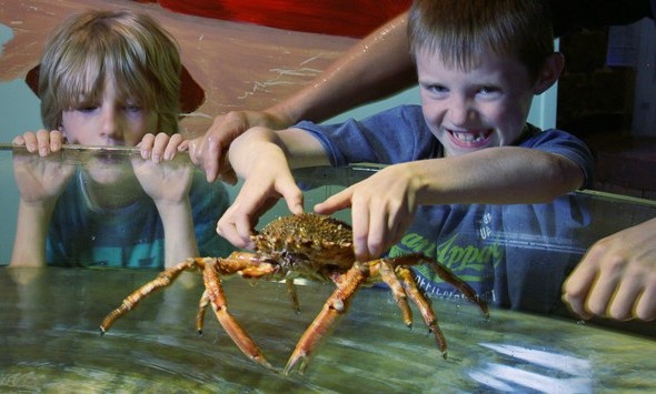 Galway Atlantaquaria Science 4 Summer