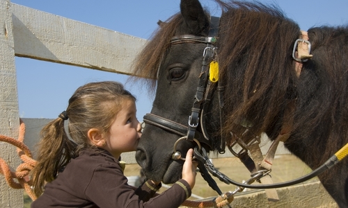 The Brallion Riding centre