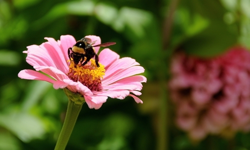 National Botanic Gardens