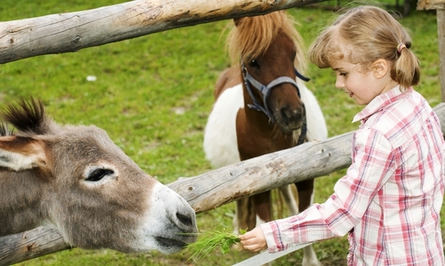 Stonehall Visitor Farm