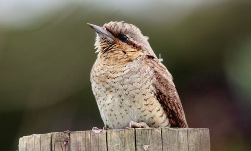 Bird Watching In Clonea