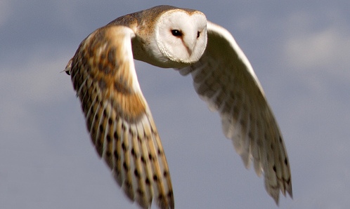 Birds of Prey Display Rathwood