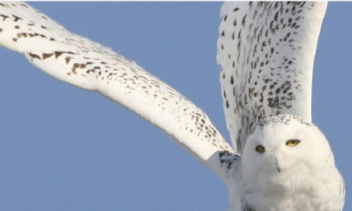 Birds of Prey Display Rathwood