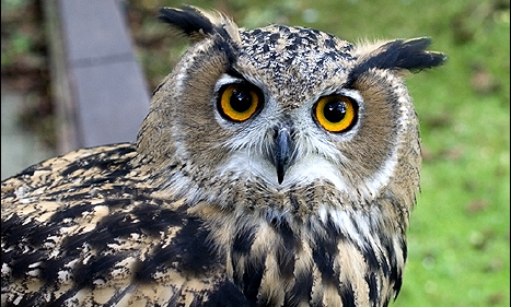 Birds of Prey Display Rathwood