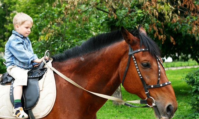 Calveys Equestrian & Pony Trekking Centre