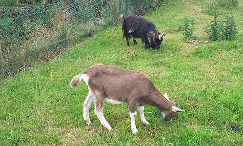 Cooper Coast Mini Farm