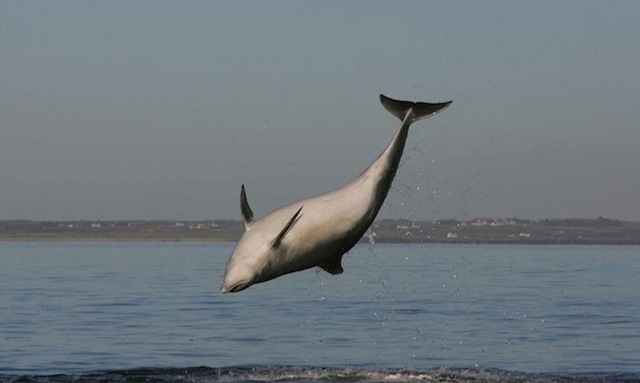 Dolphin Watching on the Shannon