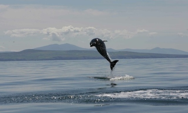 Dolphin Watching on the Shannon