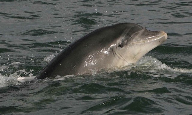 Dolphin Watching on the Shannon