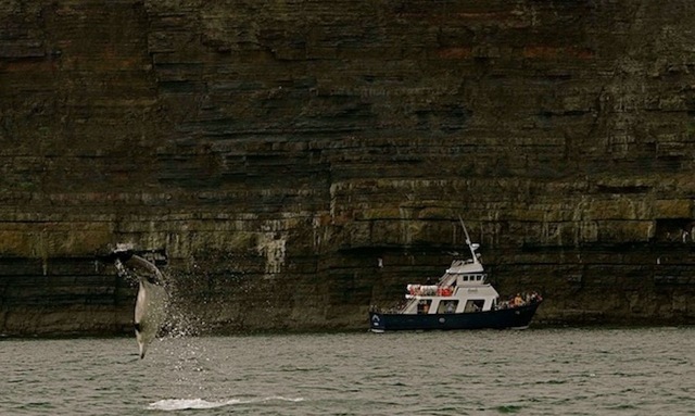 Dolphin Watching on the Shannon