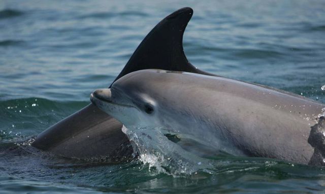 Dolphin Watching on the Shannon