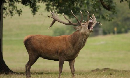 Doneraile Wildlife Park