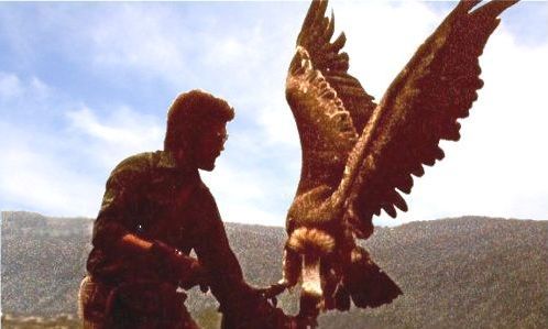 Eagles Flying - Irish Raptor Research Centre