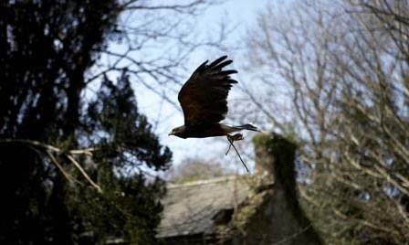 Falconry Flights