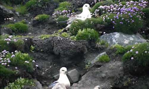 Inishmurray Island Tours