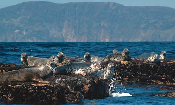 Inishmurray Island Tours