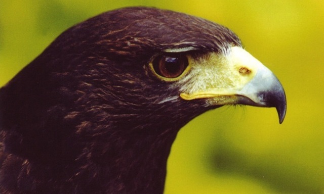 Irelands School of Falconry