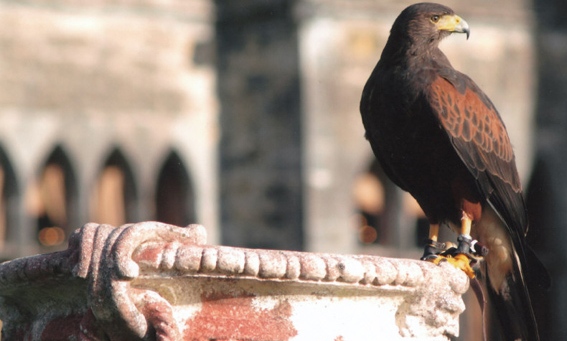 Irelands School of Falconry