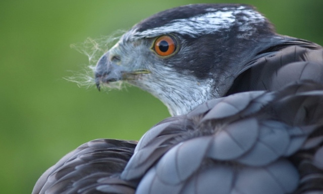 Irelands School of Falconry