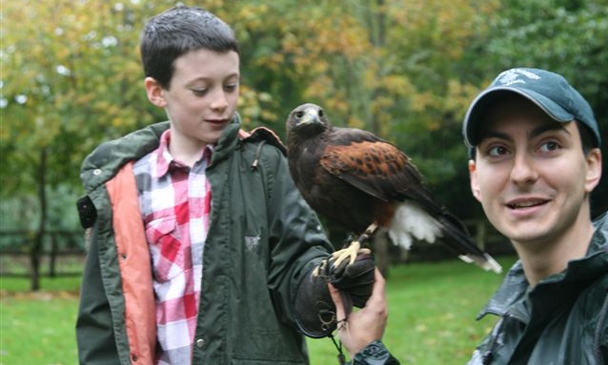 Irelands School of Falconry