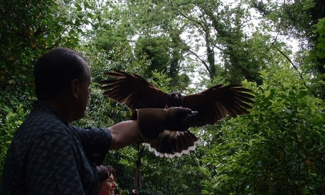 Irelands School of Falconry