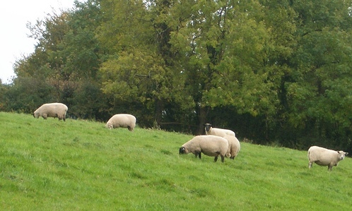 Leahys Open Farm - Easter Egg Hunt