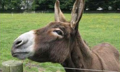 Leahys Open Farm - Easter Egg Hunt