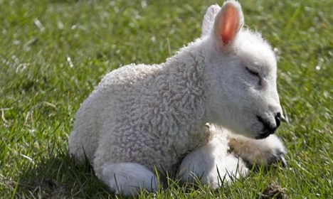 Leahys Open Farm - Easter Egg Hunt