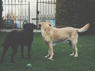 Pets
