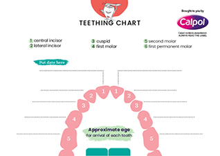 Teething chart