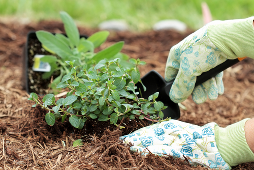 Mulch is a gardeners best friend